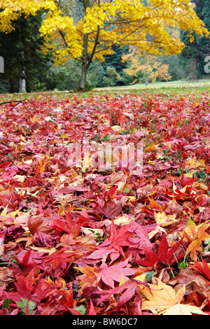 Herbstfärbung im Westonbirt Arboretum, in der Nähe von Tetbury in Gloucestershire Stockfoto