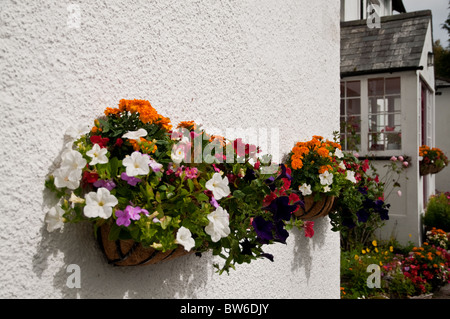 Bunte Blumentöpfe an der Wand von a B & B, Dartmoor Stockfoto