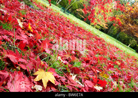 Herbstfärbung im Westonbirt Arboretum, in der Nähe von Tetbury in Gloucestershire Stockfoto