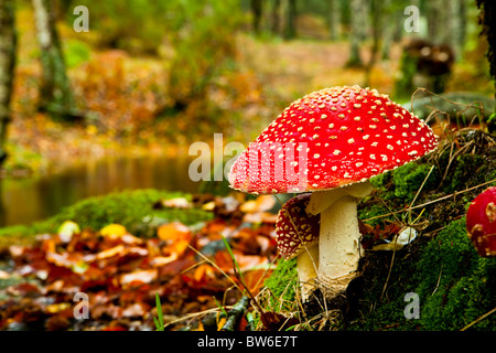 Nahaufnahme Bild von Amanita giftige Pilze in der Natur Stockfoto