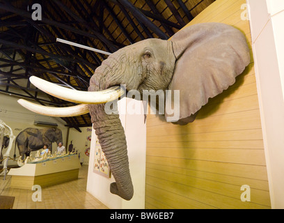 Letaba Rest Camp Elephant Museum Kruger Nationalpark in Südafrika Stockfoto