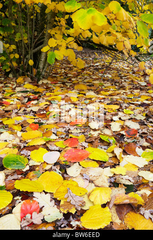 Autumn colour at Westonbirt Arboretum, near Tetbury in Gloucestershire Stockfoto