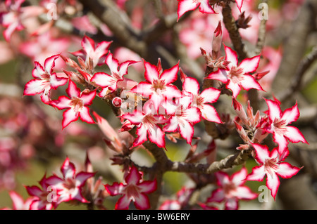 Impala Lily Adenium Multiflorum Letaba Rest Camp Kruger Nationalpark in Südafrika Stockfoto