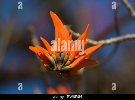 Gemeinsamen Korallenbaum Blume Erythrina Lysistemon Krüger Nationalpark in Südafrika Stockfoto