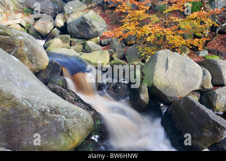 Kleiner Wasserfall und Herbst Farbe in Padley Gorge auf dem Longshaw Estate im Nether Padley in The Derbyshire Peak District U.K Stockfoto