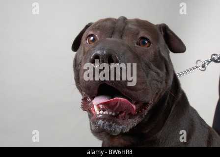 Sharpei überqueren Sie amerikanische Grube Stier namens Harvey. Stockfoto