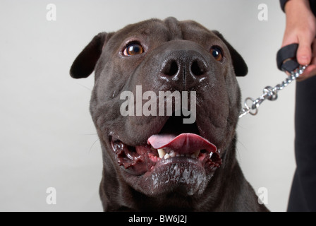 Sharpei überqueren Sie amerikanische Grube Stier namens Harvey. Stockfoto