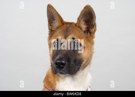 Japanischen Akita genannt Sumi im Alter von 16 Wochen. Stockfoto