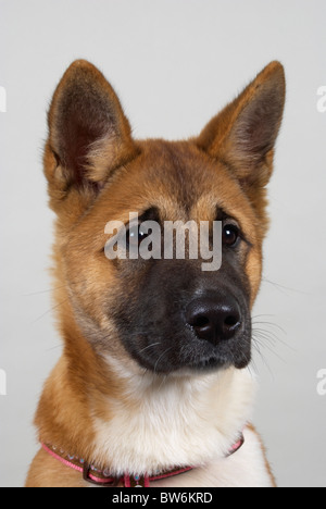 Japanischen Akita genannt Sumi im Alter von 16 Wochen. Stockfoto