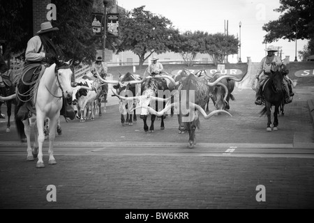 Cowboys mit ihren gehörnten Kühe beim Almabtrieb, Dallas Forth Wert Lager Hof Stockfoto