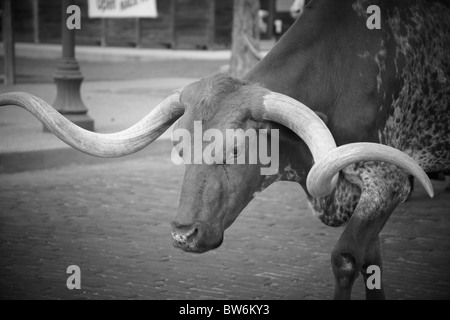 Gehörnte Kühe beim Almabtrieb, Dallas Forth Wert Lager Hof Stockfoto