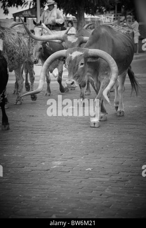 Gehörnte Kühe beim Almabtrieb, Dallas Forth Wert Lager Hof Stockfoto