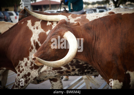 Gehörnte Kühe beim Almabtrieb, Dallas Forth Wert Lager Hof Stockfoto