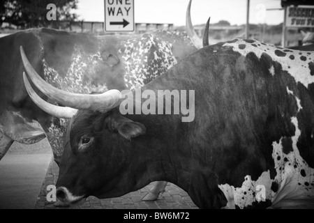 Gehörnte Kühe beim Almabtrieb, Dallas Forth Wert Lager Hof Stockfoto