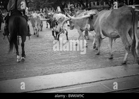 Cowboy auf der Viehtrieb, Dallas-Fort Wert Stock Yards Stockfoto