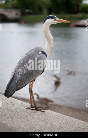 Graue Reiher ARDEA CINEREA, am Ufer der Themse, in der Nähe von Richmond, Surrey Stockfoto