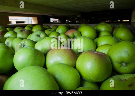 Äpfel bereit, in Kent Streuobstwiesen geerntet in hölzernen Behältern bereit für Markt und Distribution gestapelt werden. Stockfoto