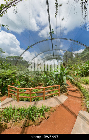 La Paz Wasserfall, Kolibri und Schmetterling Farm, Costa Rica, Mittelamerika Stockfoto