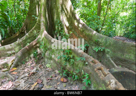 Regenwald, Tortuguero, Costa Rica, Mittelamerika Stockfoto