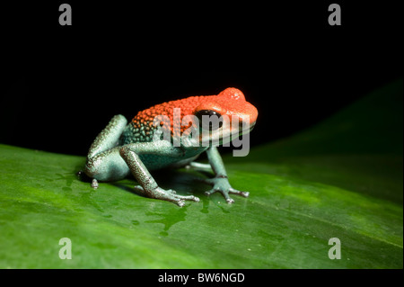 Grüne Jeans Dart Frog, (Granular poison Frog, Dendrobates Granuliferus), Tiskita, südlichen Costa Rica Mittelamerika Stockfoto