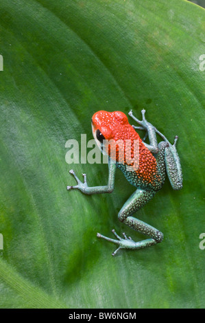 Grüne Jeans Dart Frog, (Granular poison Frog, Dendrobates Granuliferus), Tiskita, südlichen Costa Rica Mittelamerika Stockfoto