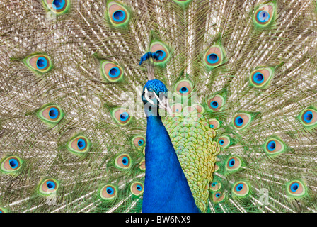 Pfau-show Stockfoto