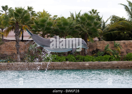 Gefangene Delfine springen aus dem Wasser, Atlantis Resort, The Bahamas Stockfoto