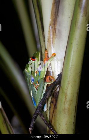 Ein paar der Paarung Red-eyed Laubfröschen (Agalychnis Callidryas) in Alajuela, Costa RIca. Stockfoto