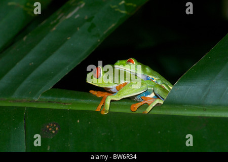 Ein paar der Paarung Red-eyed Laubfröschen (Agalychnis Callidryas) in Alajuela, Costa RIca. Stockfoto