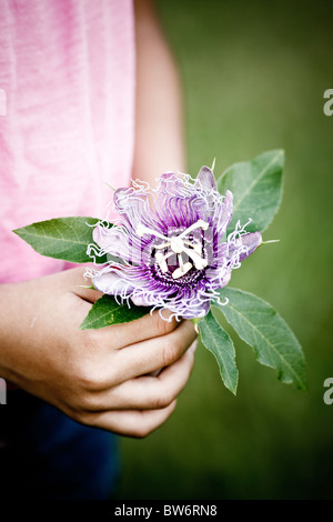 Kind hält sich eine lila Passionsblume. Stockfoto