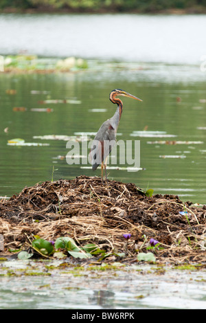 Reiher thront auf einem Floß in einem Tank, Habarana, Sri Lanka Stockfoto