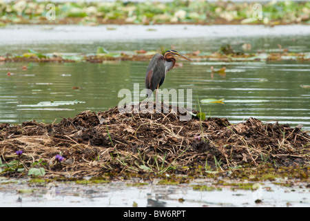 Reiher thront auf einem Floß in einem Tank, Habarana, Sri Lanka Stockfoto