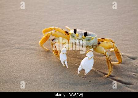 Nahaufnahme einer Ghost-Krabbe zu Fuß am Strand. Golfküste, Florida. Stockfoto