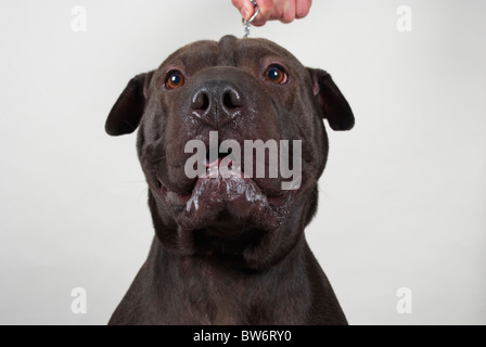 Sharpei überqueren Sie amerikanische Grube Stier namens Harvey. Stockfoto