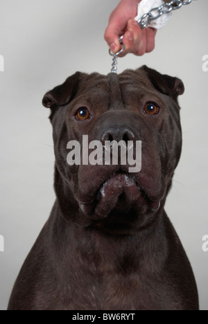 Sharpei überqueren Sie amerikanische Grube Stier namens Harvey. Stockfoto