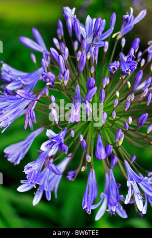 Blaue agapanthus Beurre Blume. Stockfoto