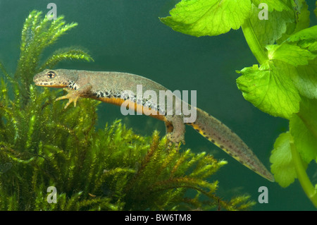 Bergmolch (Ichthyosaura Alpestris, Triturus Alpestris), männliche nach der Paarungszeit. Stockfoto