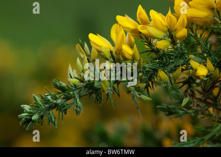 Ginster, gemeinsame Stechginster (Ulex Europaeus), blühender Zweig. Stockfoto