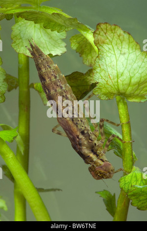 Blau-grün-Darter, südlichen Aeshna, südlichen Hawker (Aeshna Cyanea), Larve, klammerte sich an eine Wasserpflanze. Stockfoto