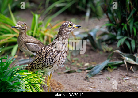 Gefleckte dikkop mit dickem Knie, (burhinus capensis) in der Welt der Vögel, Hout Bay, Südafrika. Stockfoto