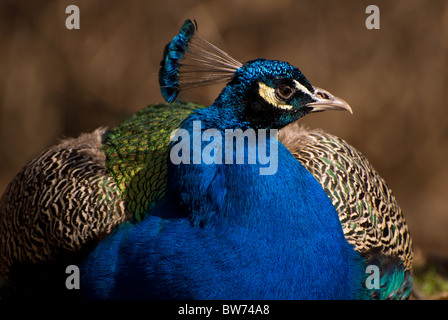 Pavo Cristatus männlicher Pfau Kopf detail Stockfoto