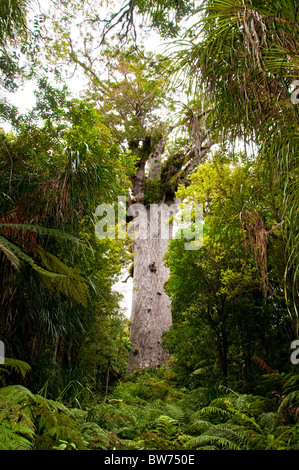 Kauri-Bäumen, Tane Mahuta Baum, Waipoua Forest, North landen Waldpark, Nordinsel Neuseeland Stockfoto