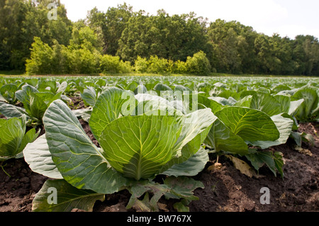 Junge Kohl Köpfe wachsen Stockfoto