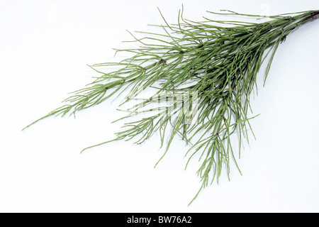 Gemeinsamen Schachtelhalm (Equisetum Arvense), Stiele, Studio Bild vor einem weißen Hintergrund. Stockfoto