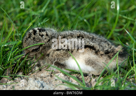 Eurasischen Austernfischer (Haematopus Ostralegus), Küken, drücken sich in der Vegetation. Stockfoto