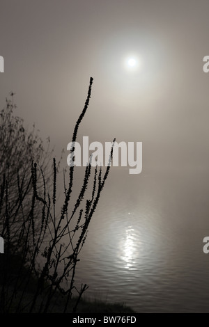 Silhouette am Wasser Pflanzen mit einer Kulisse die Sonne reflektiert auf einer nebligen See sterben Stockfoto