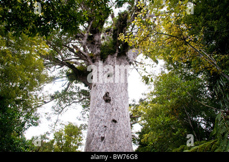 Kauri-Bäumen, Tane Mahuta Baum, Waipoua Forest, North landen Waldpark, Nordinsel Neuseeland Stockfoto