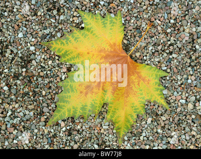 Platane Herbst Blatt auf die Grütze Platanus acerifolia Stockfoto