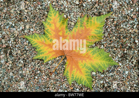 Platane Herbst Blatt auf die Grütze Platanus acerifolia Stockfoto