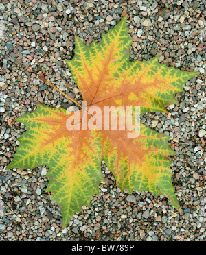 Platane Herbst Blatt auf die Grütze Platanus acerifolia Stockfoto